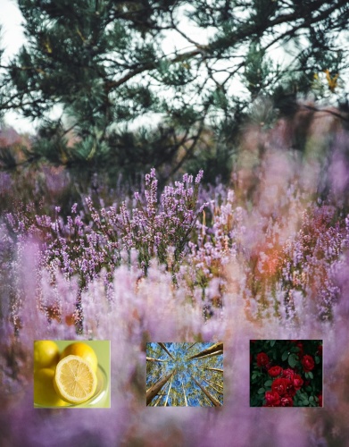 Aroma Smart Lavender nuty zapachowe